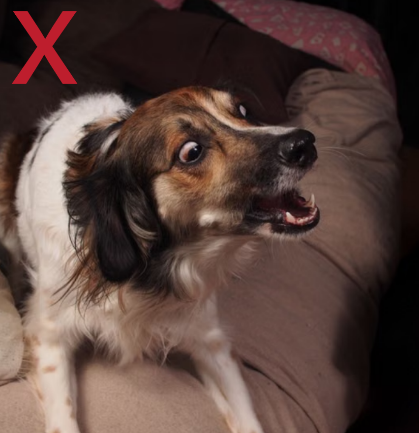 Herken je dit? Een hond die maar niet tot rust komt