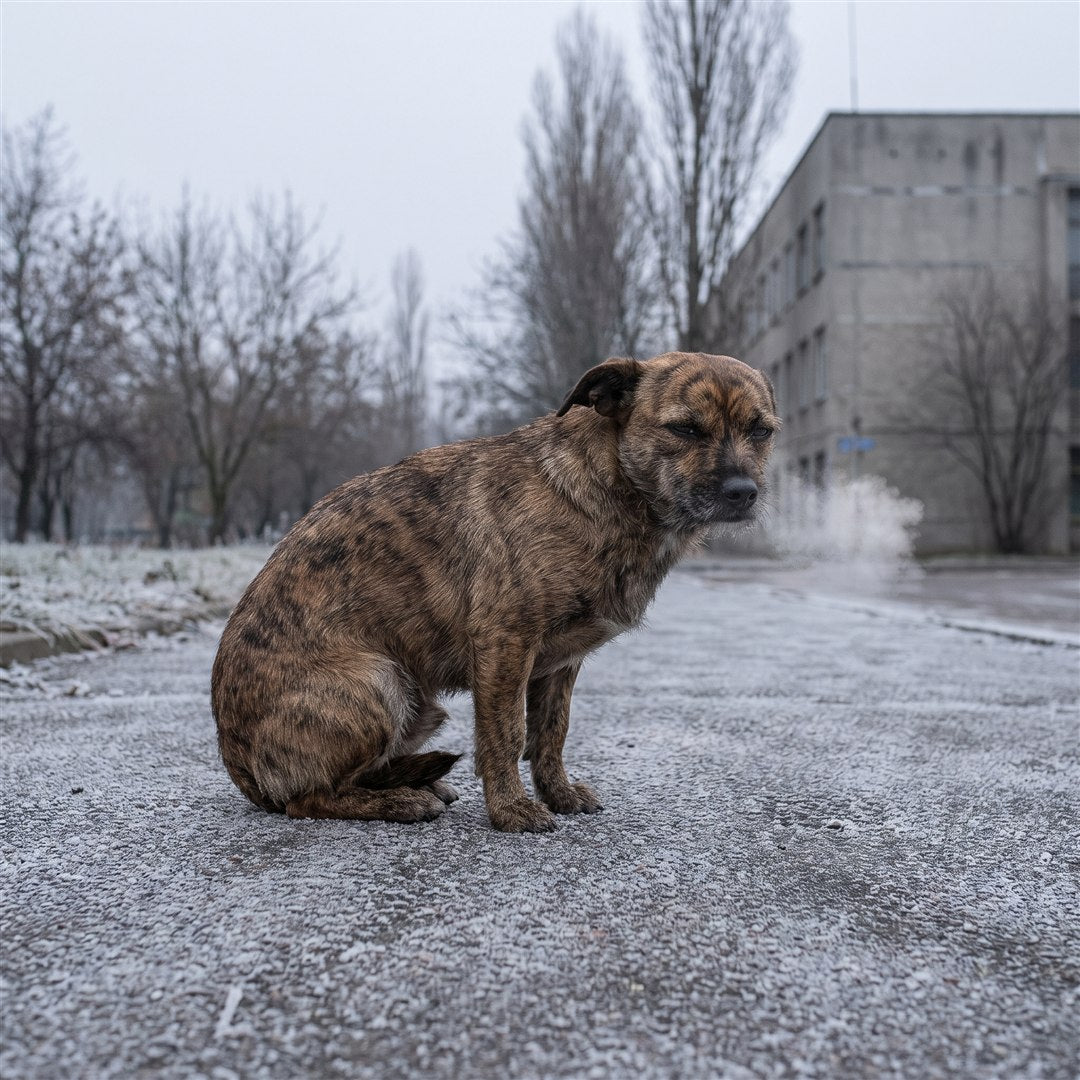Kleine hond rilt van de kou
