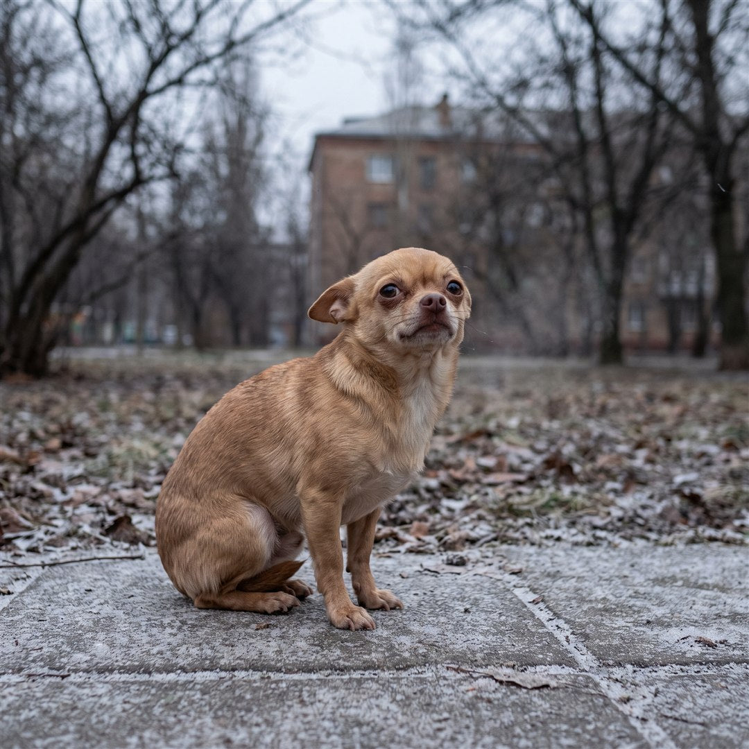 Kortharige hond heeft geen vacht tegen de kou