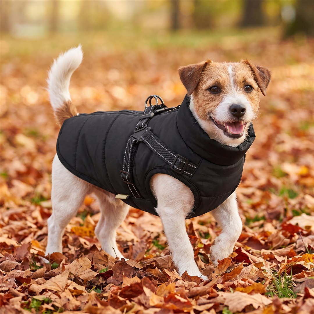 Warm en droog in de winterjas